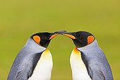 Portrait of King Penguins facing- Falkland Islands 
