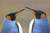 Portrait of King Penguins facing- Falkland Islands 