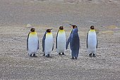 King penguins on coast - Falkland Islands 