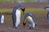 King penguins courtship display - Falkland islands