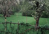 Apple trees in a garden