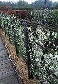 Plum trees in bloom in a garden