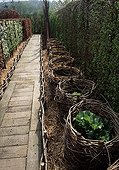 "Barrel protection" around rhubarb in a garden