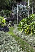 Bismark palm in a garden in Brazil