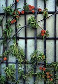 Trained peach tree in fruit in a garden 