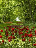 Tulips in bloom in a garden 