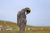 King penguin moulting - Falkland Islands  ; During the moult, the new feathers push the old one out of the skin. The old one then open and fell. During this period, the penguins fast. They cannot go into the water as their plumage isn't waterproof. 