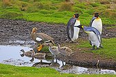 King penguins and Upland goose with chicks - Falklands