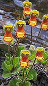 Lady's Slipper flowers en rocks  - Falkland Islands