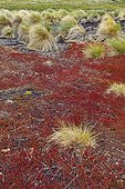 Tuft of Tussac grass and  sheep's Sorrel- Falkland Islands 