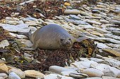 Young Southern Elephant seal on Shore - Falkland Islands 
