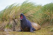Young Southern Elephant seal and Tussok - Falkland Islands 