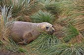 Young Southern Elephant seal and Tussok - Falkland Islands 