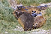 Southern Elephants seal moult and Tussok - Falklands