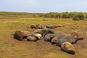 Southern Elephants seal moult - Falkland Islands
