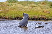 Southern Elephants seal in a pond - Falkland Islands