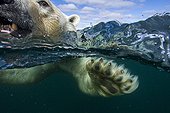 Polar bear swimming in the Hudson Bay 1st place Asferico 2014