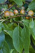 Diospyros in fruit in a garden