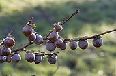 Diospyros in fruit with frost in a garden