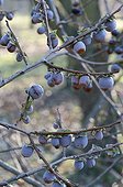 Diospyros in fruit with frost in a garden