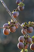 Date plum in fruit with frost in a garden