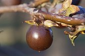 Date plum in fruit in a garden