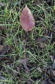 Chinese sumac dead leaf in a garden
