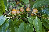 Diospyros in fruit in a garden