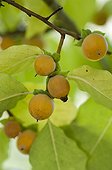 Date plum in fruit in a garden