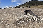 Manchot papou nichant dans une colonie - Iles Malouines ; Manchot papou nichant seul après le départ des autres suite aux attaques des oiseaux prédateurs