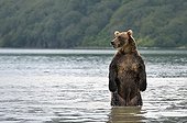 Brown Bear standing in water - Kuril Lake Kamchatka Russia 