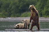 Brown Bear and cubs - Kuril Lake Kamchatka Russia 