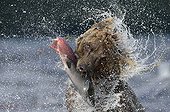 Brown Bear catching a Salmon - Kuril Lake Kamchatka Russia
