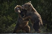 Brown Bears playing on bank - Kuril Lake Kamchatka Russia 