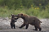 Brown Bear and cub on bank - Kuril Lake Kamchatka Russia 