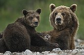 Brown Bear and cub on bank - Kuril Lake Kamchatka Russia 