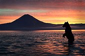 Brown Bear and volcano at dawn - Kuril Lake Kamchatka Russia