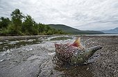 Sockeye Salmon on the bank - Kuril Lake Kamchatka Russia