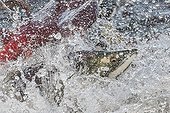 Sockeye Salmons - Kuril Lake Kamchatka Russia