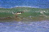 Gentoo penguin surfing on a wave - Falkland Islands