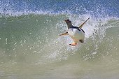Gentoo penguin surfing on a wave - Falkland Islands