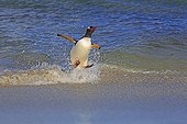 Gentoo penguin surfing on a wave - Falkland Islands