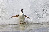 Gentoo penguin surfing on a wave - Falkland Islands