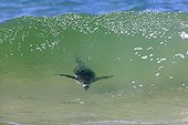 Gentoo penguin surfing inside a wave - Falkland Islands
