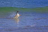 Gentoo penguin landing on a beach - Falkland Islands