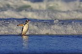Gentoo penguin landing on a beach - Falkland Islands