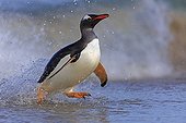 Gentoo penguin landing on a beach - Falkland Islands