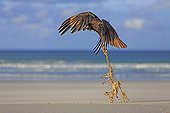 Caracara austral jouant avec squelette de Manchot papou ; Caracara austral jouant sur une plage avec un squelette de manchot papou en effectuant de petits vols. 