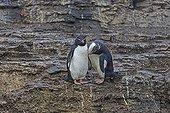 Attitude tendre d'un Couple de Gorfous sauteurs