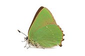 Green Hairstreak